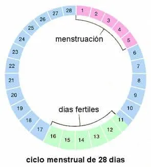 El ciclo menstrual y días fértiles: cómo saber cuándo estás ovulando 