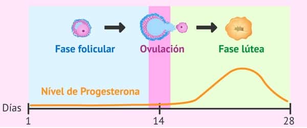 Análisis del día 21: Progesterona sérica