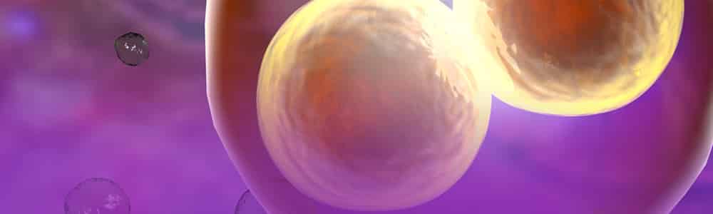 Implantación del embrión en el endometrio - Embarazo y Bebes