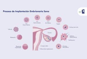 Implantación del embrión en el endometrio - Embarazo y Bebes